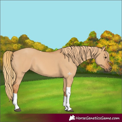 Horse Color:Red Dun Tobiano 