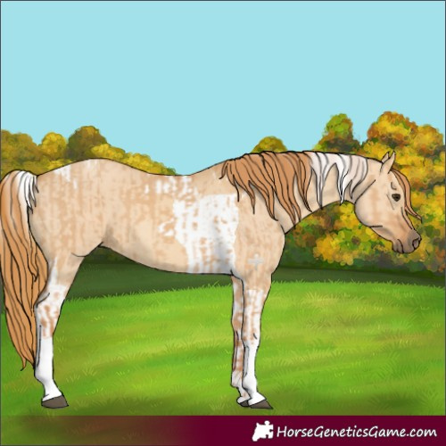 Horse Color:Red Dun Tobiano  and Red Dun Tobiano 