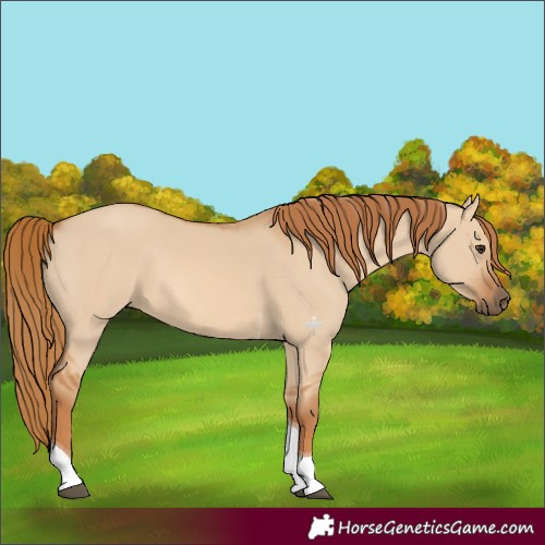 Horse Color:Red Dun Tobiano 