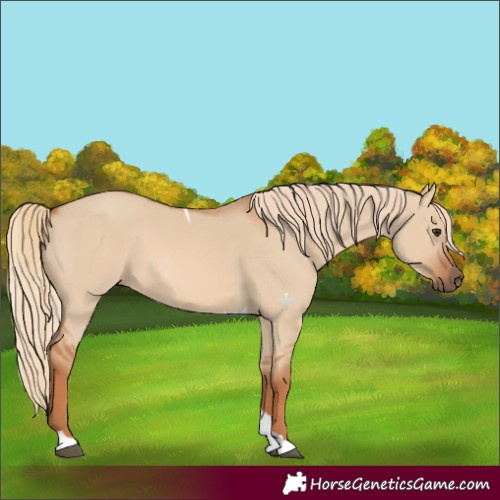Horse Color:Red Dun Tobiano 