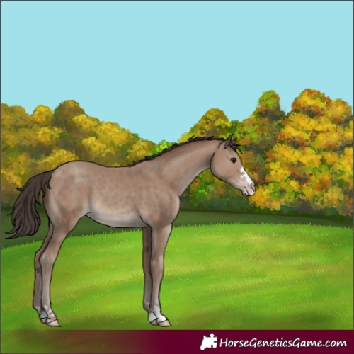 Horse Color:Classic Champagne 
