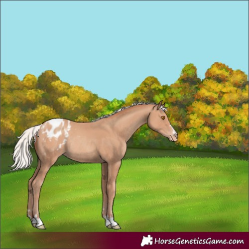 Horse Color:Silver Classic Champagne Varnish Rabicano 