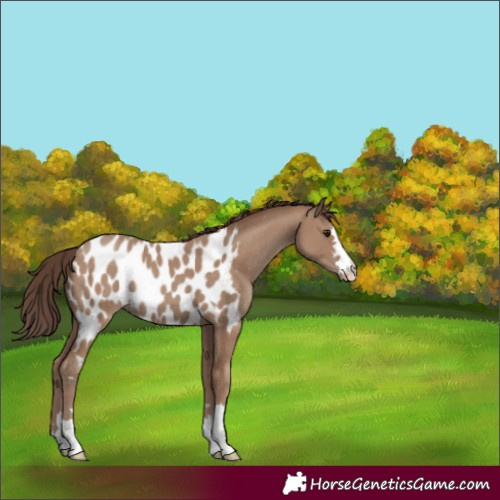 Horse Color:Classic Champagne Appaloosa 