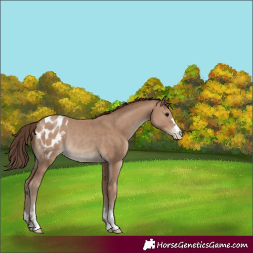 Horse Color:Classic Champagne Varnish Rabicano