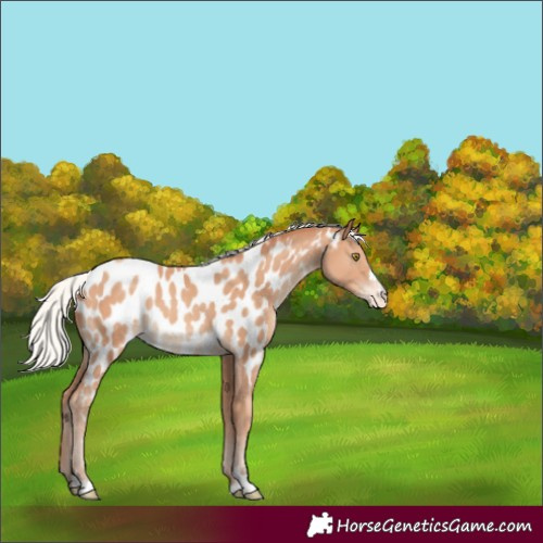 Horse Color:Silver Amber Champagne Near Leopard 