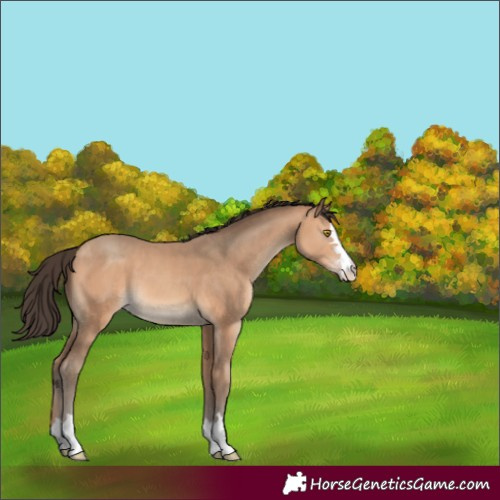 Horse Color:Amber Champagne 