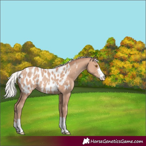Horse Color:Silver Classic Champagne Appaloosa