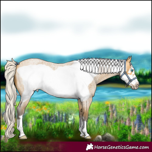 Horse Color:Silver Buckskin Roan Frame 