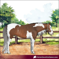 Horse Color:Bay Splash Tobiano Rabicano 