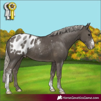 Horse Color:Silver Smoky Black Sabino Blanket Rabicano 