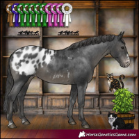 Horse Color:Black Sabino Appaloosa Rabicano
