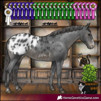Horse Color:Black Sabino Appaloosa Rabicano