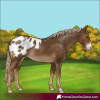 Horse Color:Chocolate Palomino Sabino Appaloosa