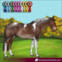 Horse Color:Liver Chestnut Tobiano Rabicano