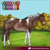Horse Color:Liver Chestnut Tobiano Rabicano 