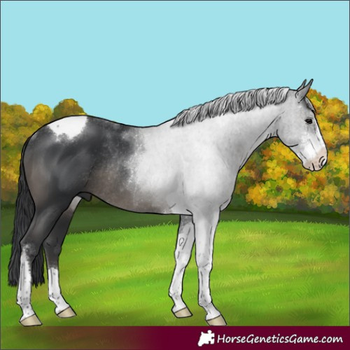 Horse Color:Black Sabino Tobiano Rabicano 