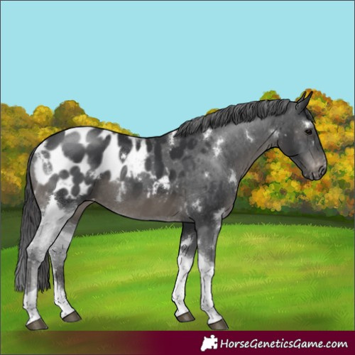 Horse Color:White Spotted Black Tobiano Appaloosa 