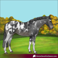 Horse Color:White Spotted Black Tobiano Appaloosa