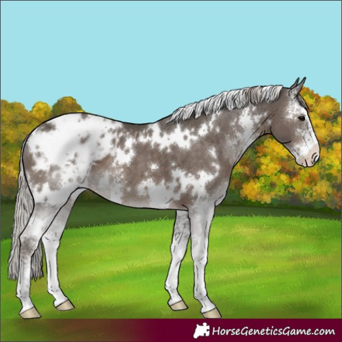 Horse Color:White Spotted Silver Black Sabino Appaloosa