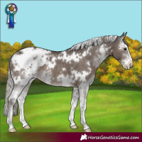Horse Color:White Spotted Silver Black Sabino Appaloosa