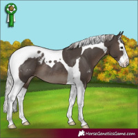 Horse Color:Silver Black Sabino Splash Tobiano Appaloosa Rabicano 