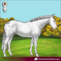Horse Color:White Spotted Brown Sabino Splash Appaloosa Rabicano 