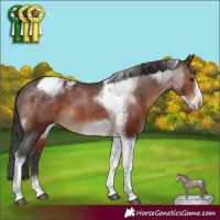 Horse Color:Brown Tobiano Frame Varnish
