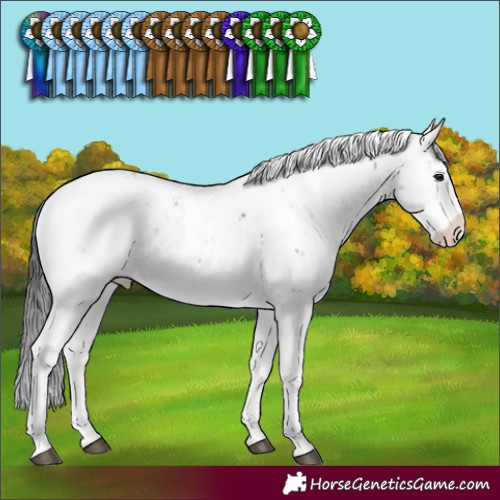 Horse Color:Brown Sabino Appaloosa 