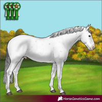 Horse Color:Brown Sabino Appaloosa