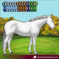 Horse Color:Brown Sabino Appaloosa
