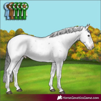 Horse Color:Brown Sabino Appaloosa