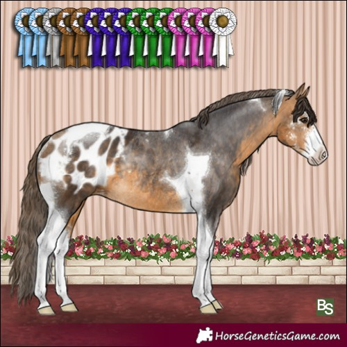Horse Color:Buckskin Sabino Tobiano Appaloosa Rabicano 