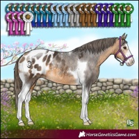 Horse Color:Buckskin Sabino Tobiano Appaloosa Rabicano