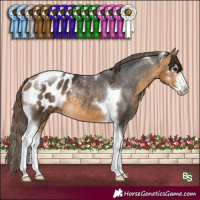 Horse Color:Buckskin Sabino Tobiano Appaloosa Rabicano