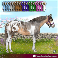 Horse Color:Buckskin Sabino Tobiano Appaloosa Rabicano