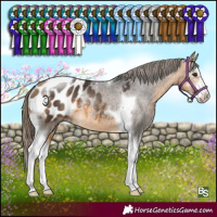 Horse Color:Buckskin Sabino Tobiano Appaloosa Rabicano 