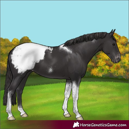 Horse Color:Smoky Black Tobiano Appaloosa 