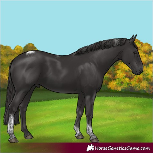 Horse Color:Smoky Black Tobiano Rabicano 