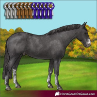 Horse Color:Smoky Black Sabino Appaloosa Rabicano