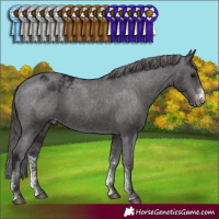 Horse Color:Smoky Black Sabino Appaloosa Rabicano 