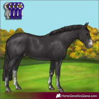 Horse Color:Smoky Black Sabino Appaloosa Rabicano