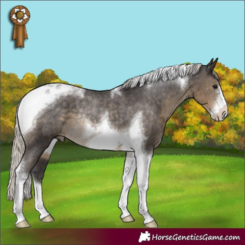 Horse Color:Silver Smoky Black Tobiano Frame Appaloosa Rabicano 