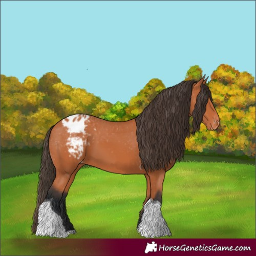 Horse Color:Bay Tobiano Blanket