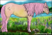 Horse Color:Watercolor Bay 