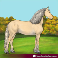 Horse Color:Palomino Dun