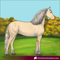 Horse Color:Palomino Dun