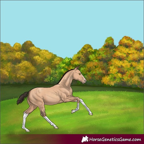 Horse Color:Amber Champagne Splash 