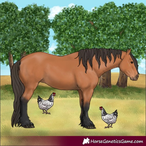 Horse Color:Bay 