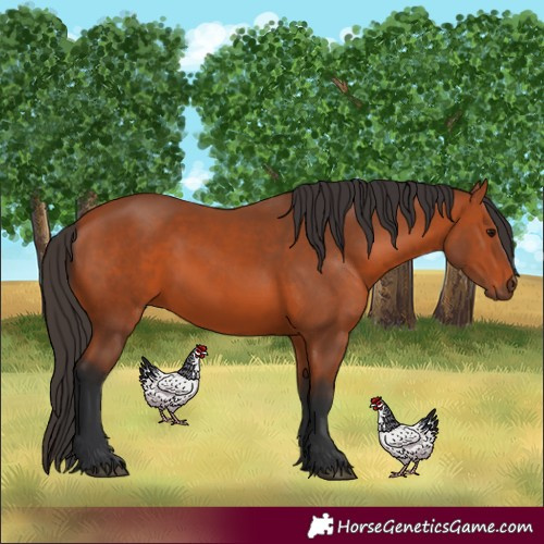 Horse Color:Bay 