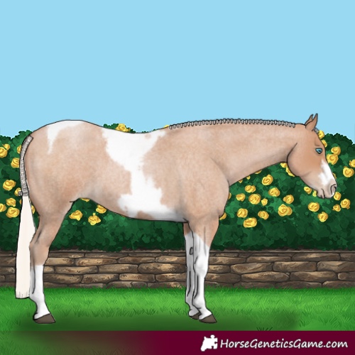 Horse Color:Silver Blue Roan Pearl Tobiano Frame 